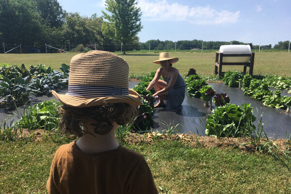 woman picks lettuce from garden while child watches