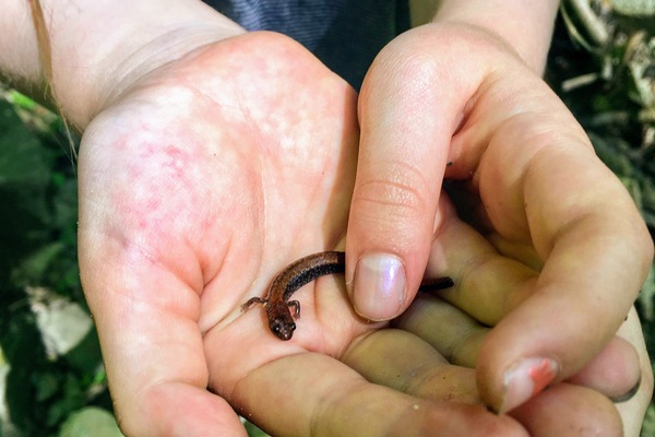 child holds salamander in her hand