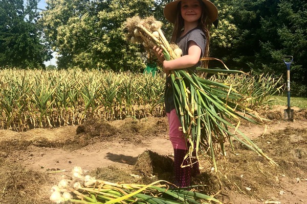 child holds bundle of picked garlic bulbs