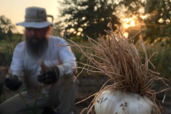 freshly picked garlic bulb during sunset