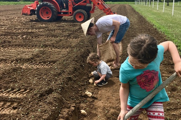 children plant potatoes in field