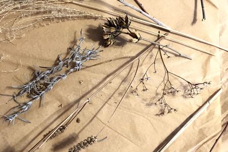 Various dried flowers laid out on surface.