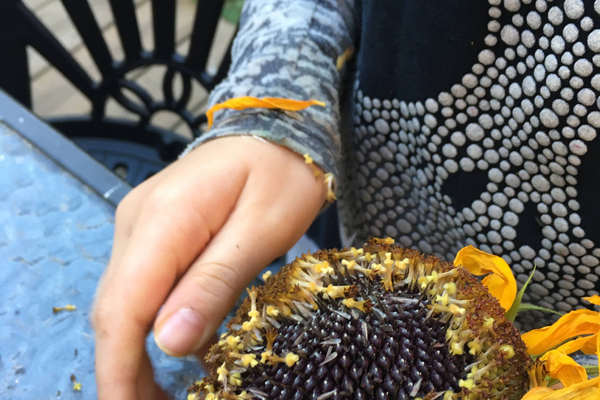 Havest sunflower seeds from spent flower.