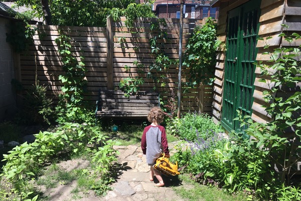 small boy carrying a yellow truck walks through garden.