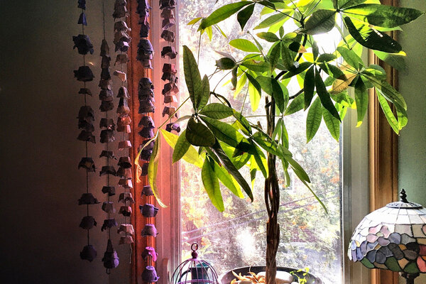 View of window sill with tree and egg carton wisteria wall hanging