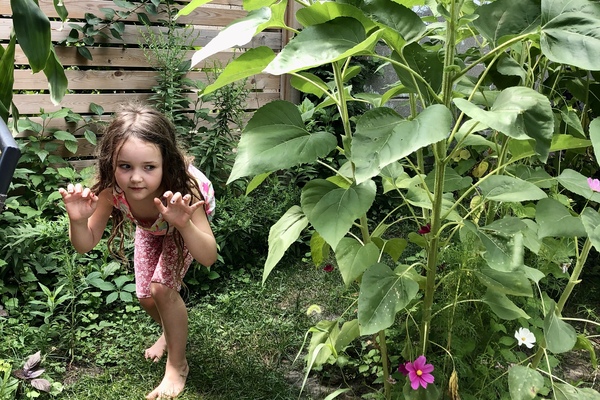 Girl play acts as an animal in garden of sunflowers.